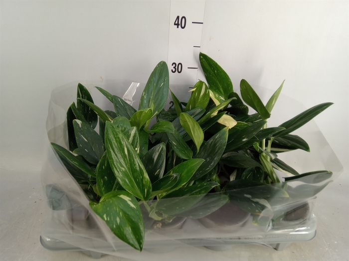 <h4>Philodendron   ...</h4>