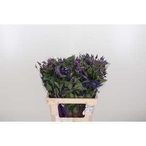 Clem Di Bl Pirouette