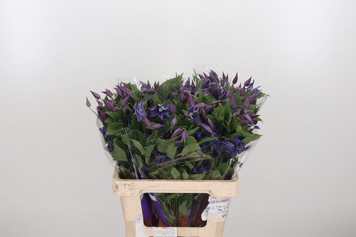 <h4>Clem Di Bl Pirouette</h4>