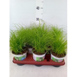 Cyperus alternifolius 'Zumula'