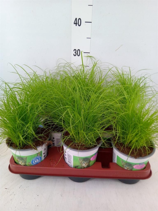 <h4>Cyperus alternifolius 'Zumula'</h4>