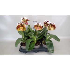 Paphiopedilum  'Amerikaanse hybrid'