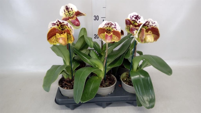 <h4>Paphiopedilum  'Amerikaanse hybrid'</h4>