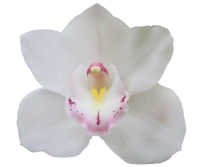 <h4>CYMB T KILIMANJARO</h4>