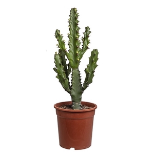 EUPHORBIA MAYURANTHANII - POT Ø 21 H 70 CM (SUCCULENTEN)