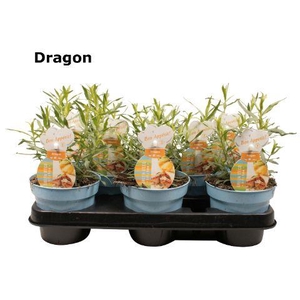 Dragon 12 cm