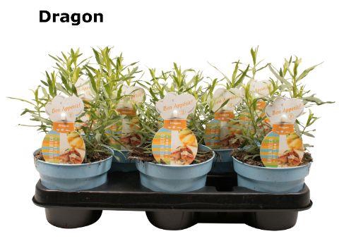 <h4>Dragon 12 cm</h4>