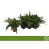 Polystichum Tsussime Outdoor
