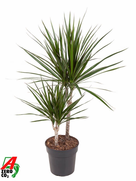 <h4>Dracaena</h4>