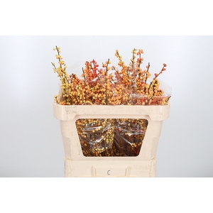 Ilex Ve Ilexia Julia