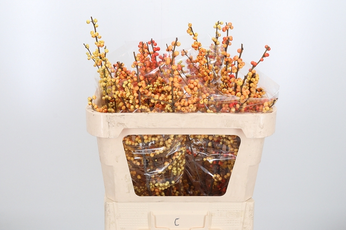 Ilex Ve Ilexia Julia