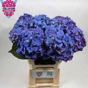 <h4>HYDR M CH PIMPERNEL</h4>