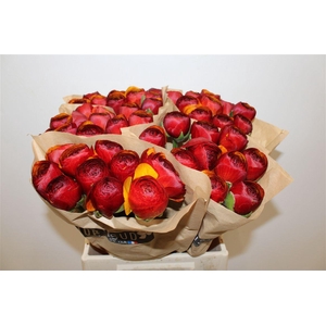 Ran Cloni Ex Brownie