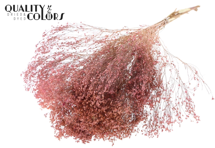 <h4>Droogbloemen   ...bewerkt H%</h4>