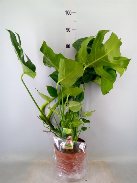 <h4>Monstera delic.</h4>