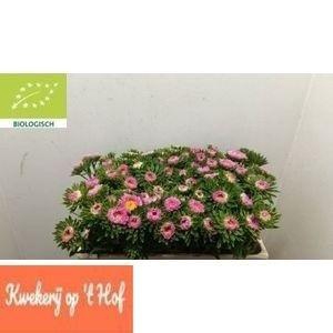 <h4>Callis Mats Pink</h4>