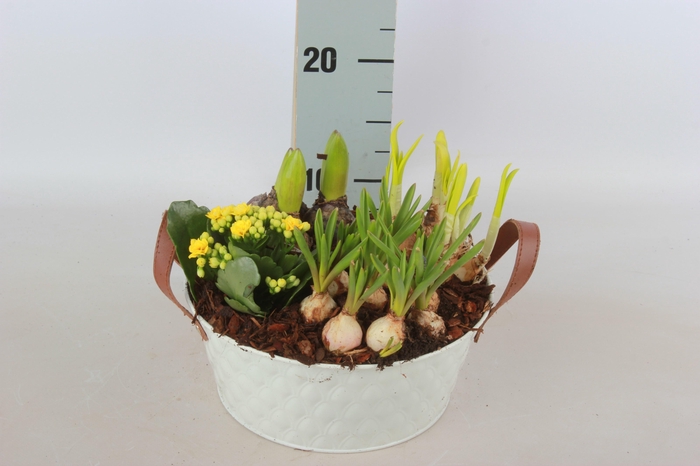 <h4>ARR TUINPLANTEN</h4>