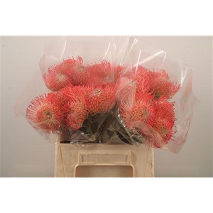 Leuco Co Ayoba Pink X20