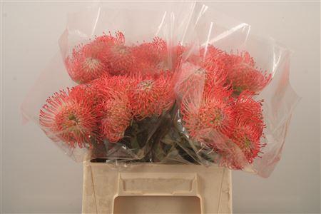 <h4>Leuco Co Ayoba Pink X20</h4>