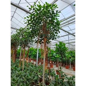 Ficus Australis