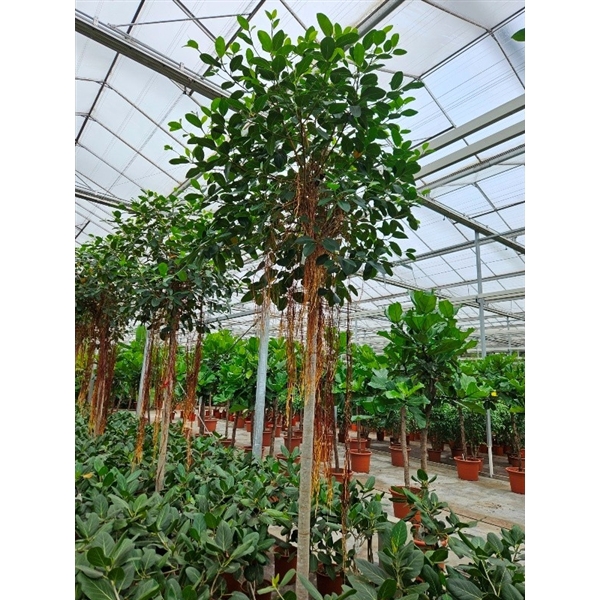 <h4>Ficus Australis</h4>