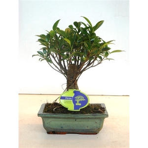 Ficus retusa, 20cm., broom, without drip tray