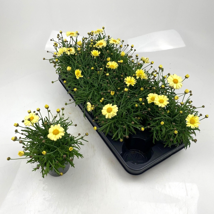 <h4>ARG LA RITA GEM</h4>