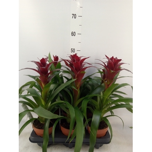 Guzmania  'Nextara'