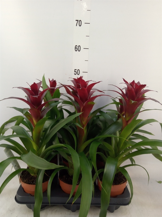 <h4>Guzmania  'Nextara'</h4>