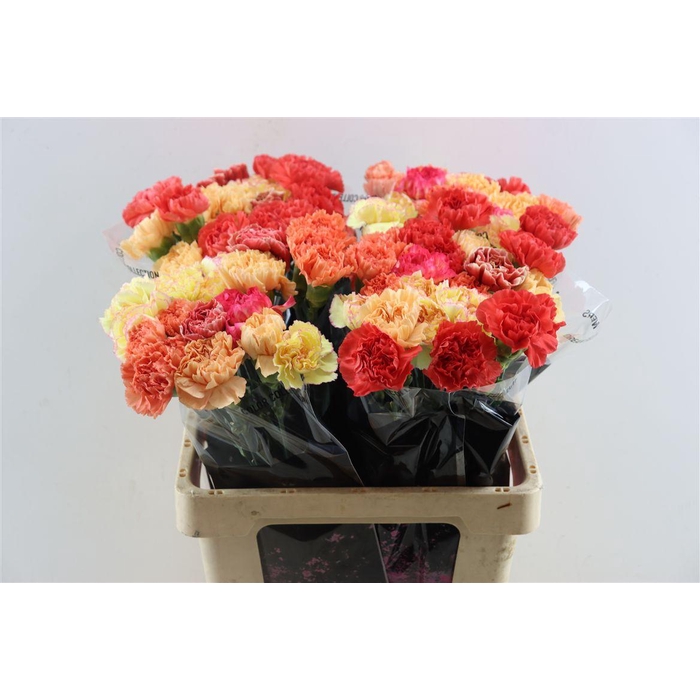 <h4>Di St Mix Orange</h4>