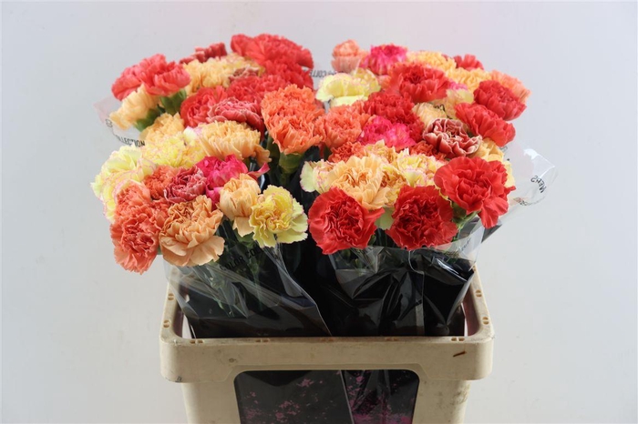 <h4>Di St Mix Orange</h4>