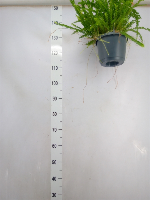 <h4>Nephrolepis cord. 'Duffii'</h4>
