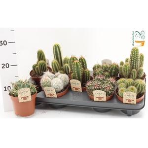 CACTUS GEM