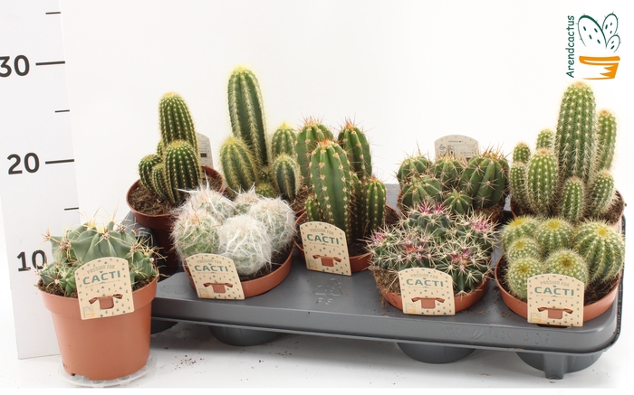 <h4>CACTUS GEM</h4>