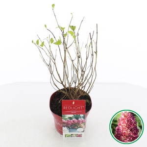Hydrangea pan. 'Redlight'® C2 (17cm.)