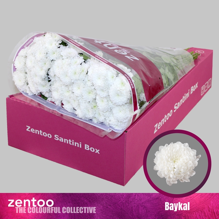 <h4>Chrysanten Chr S Baykal</h4>