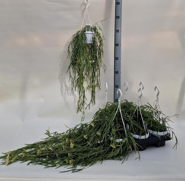 <h4>HOYA LINEARIS</h4>