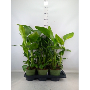 Strelitzia nicolai