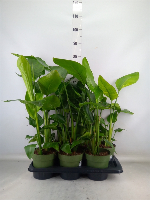 <h4>Strelitzia nicolai</h4>
