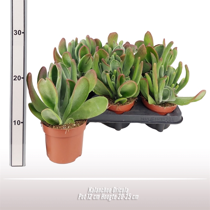 <h4>Kalanchoe Oricula</h4>