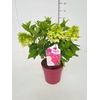 Hydrangea paniculata