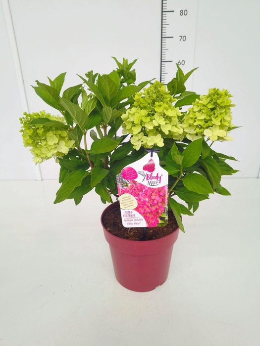 Hydrangea paniculata