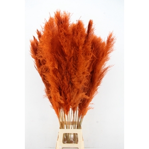 DF Pampas 130cm Orange