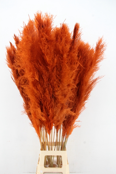 <h4>DF Pampas 130cm Orange</h4>