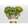 Helianthus Orange Fire