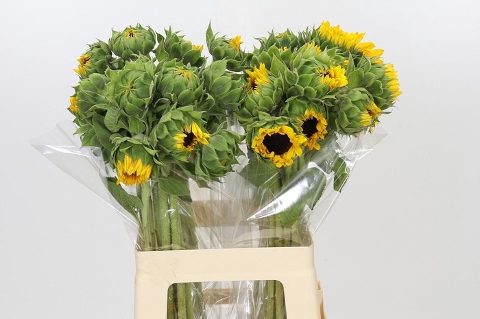 Helianthus Orange Fire