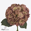 Hydrangea royal anastasia classic