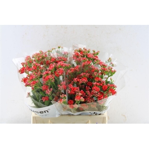 Kalanchoe Pretty Red Meadow