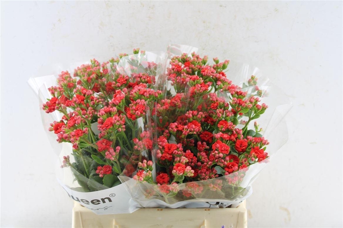 <h4>Kalanchoe Pretty Red Meadow</h4>