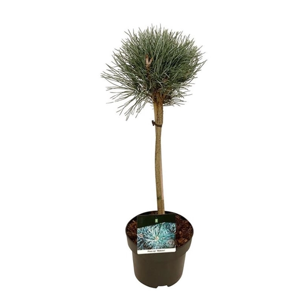 <h4>Pinus sylv. 'Watereri'</h4>